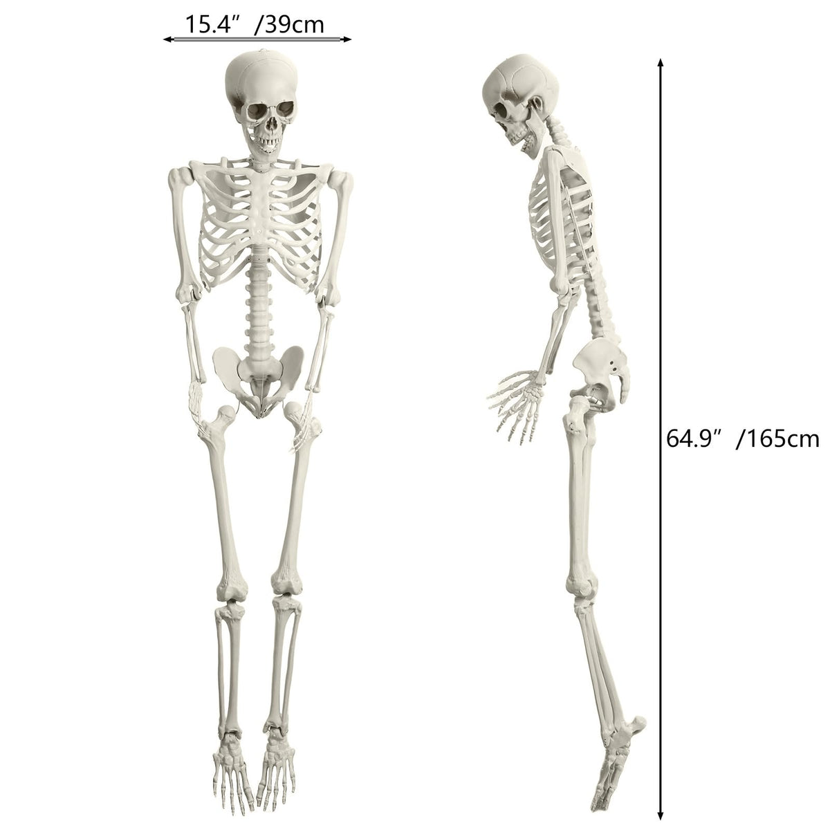 5.4FT Posable Full Body Skeleton with Movable Joints R3549