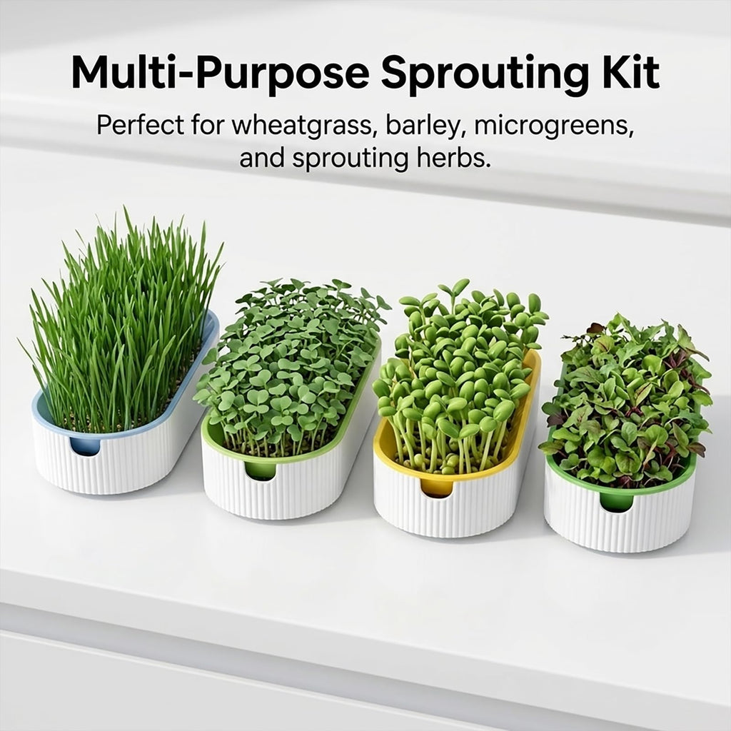 3 Pack Soil Free Cat Grass Kit U5146
