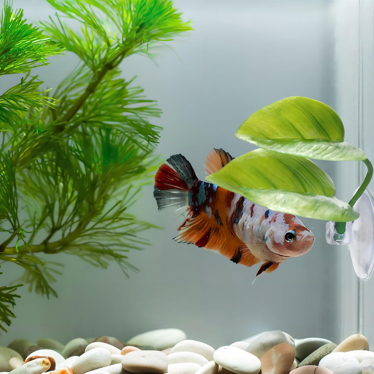 Betta Fish Leaf Hammock, 2 PCS Aquarium Decor N3966