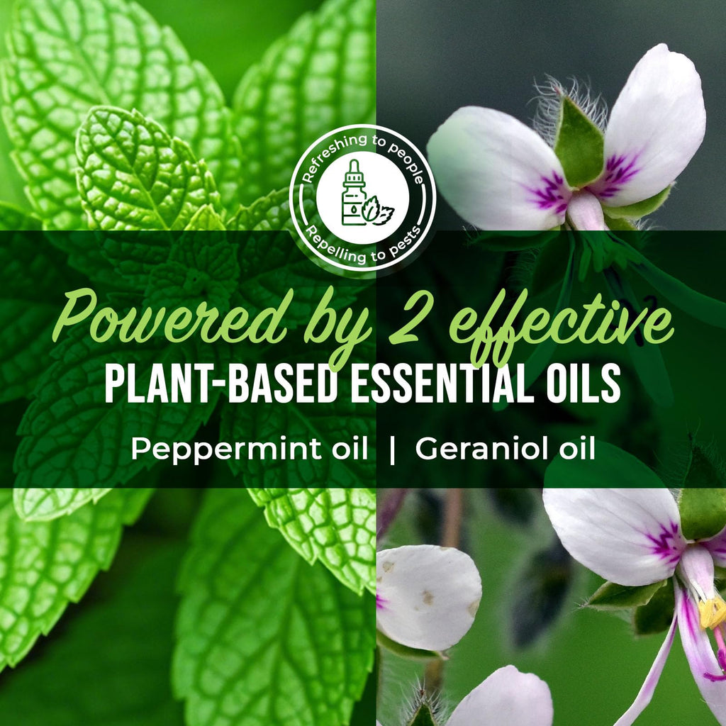 Peppermint Oil Ant Killer Spray, 16 oz G82526