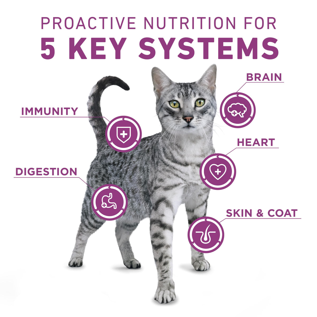 Dry Cat Food 22 lb. Bag G758569
