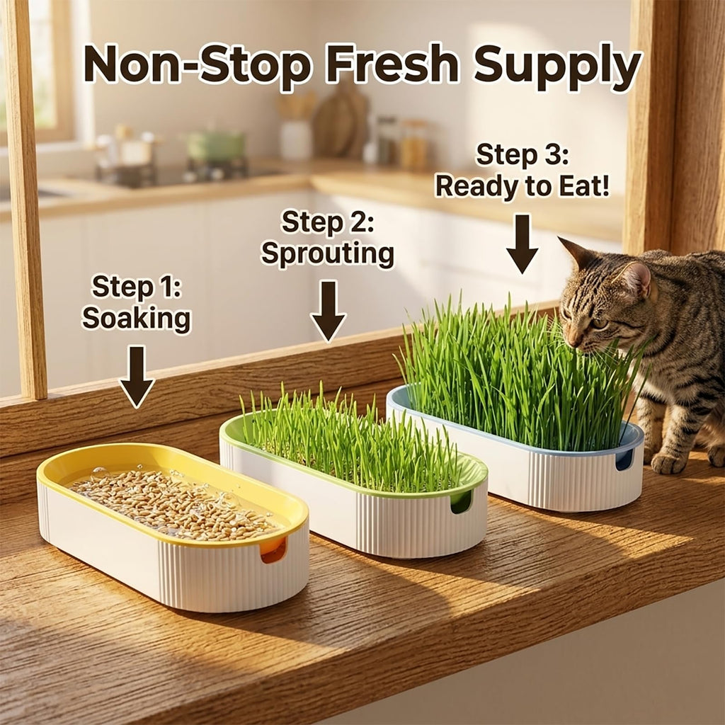 3 Pack Soil Free Cat Grass Kit U5146